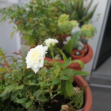 Апартаменты Amalija Примоштен