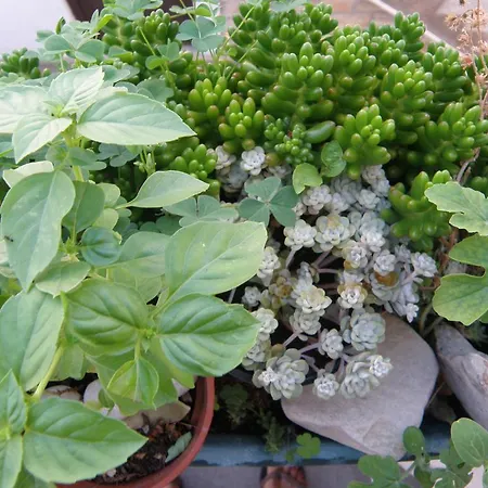 Amalija プリモシュテン