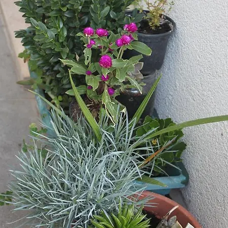 Апартаменты Amalija *