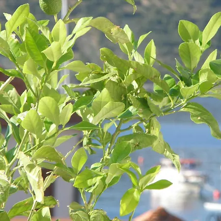 Апартаменты Amalija *