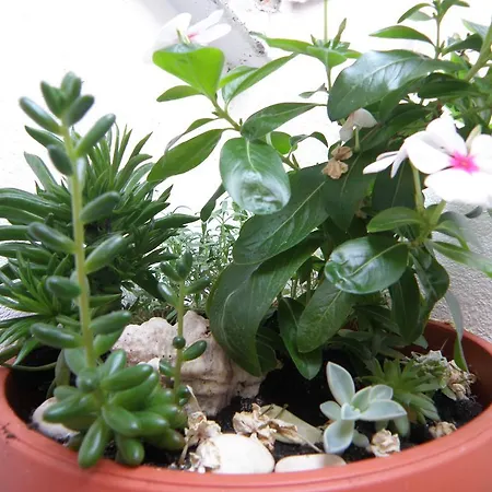 Апартаменты Amalija *