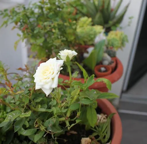 Lägenhet Amalija Primošten